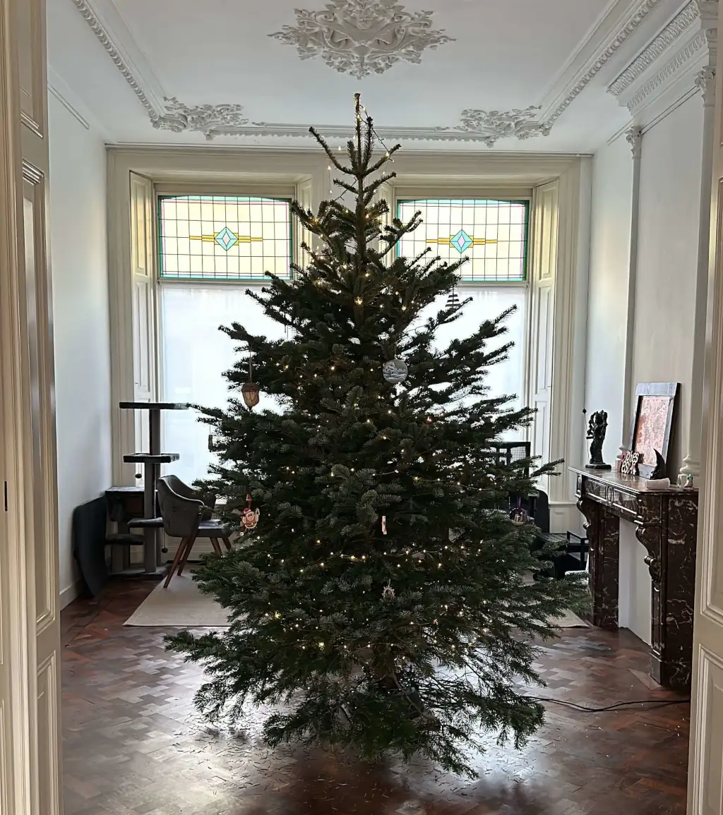 A Christmas Tree Carbon Story